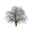 Foto: tree tree