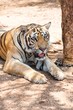 Captured asian bengal tiger in open space in metal chain