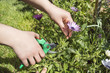 pruning a flower with focus on pruning shears