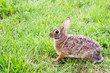 Wild eastern cottontail rabbit, Sylvilagus floridanus, in field 