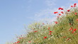wild flowers and blue sky spring scene