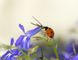 Ladybug on garden lobelia