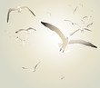 Flying Seagulls