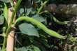 Reina Mora broad bean pod on plant © Arena PhotoUK
