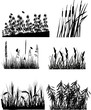 Vector: set of six different plants silhouettes isolated on white set of six different plants silhouettes isolated on white