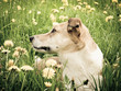 Photo: Hund in der Löwenzahn Wiese, Portrait, seitliche Vorderansicht, Hund in der Löwenzahn Wiese, Portrait, seitliche Vorderansicht,