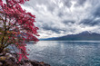 Flowers against mountains, Montreux. Switzerland