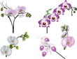 five white and pink orchid inflorescences