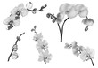 five grey orchid branches