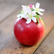 Photo: Äpfel mit Apfelblüten Äpfel mit Apfelblüten