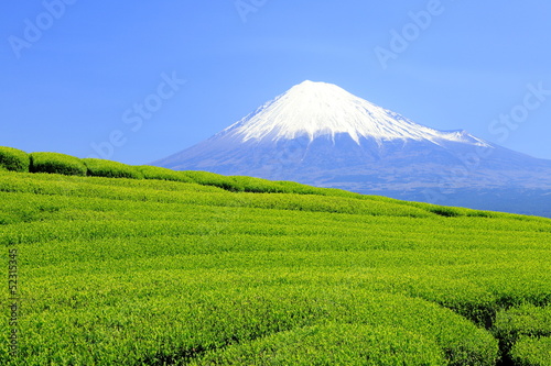 Photo: 新茶の頃 新茶の頃