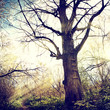 Nature-38