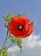 red poppy in sky. Nature composition.