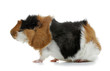 Crazy looking guinea pig pet rodent