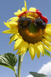 FLEURS DE TOURNESOL AVEC LUNETTES DE SOLEIL