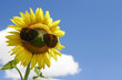 FLEURS DE TOURNESOL AVEC LUNETTES DE SOLEIL