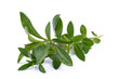 Photo: Bohnenkraut Bohnenkraut