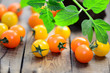 Foto: Tomaten Tomaten