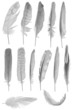 thirteen grey feathers isolated onwhite