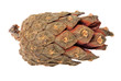 Photo: single isolated pine cone single isolated pine cone
