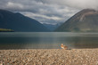 female mallard basking at lake Rotoiti