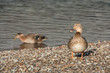 sunbathing female mallards