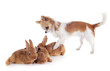 chihuahua and bunnies