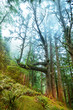 Photo: Rain forest Rain forest