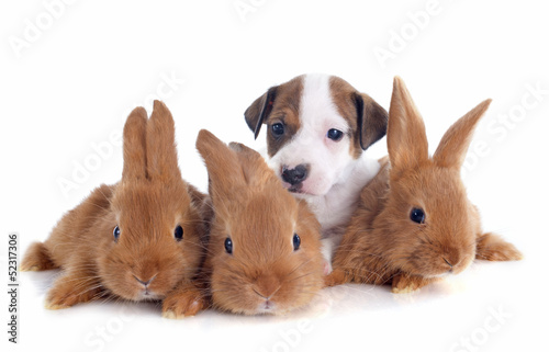 Photo: jack russel terrier and bunnies jack russel terrier and bunnies
