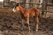 foal