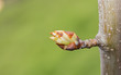 Eearly stage of apple