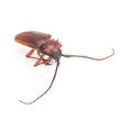Coconut beetle isolated on white background