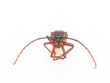 Coconut beetle isolated on white background