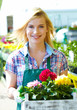 Florists woman working with flowers at a greenhouse.