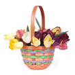 Colorful tulips in a wicker basket isolated on white background