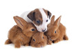 Photo: jack russel terrier and bunnies jack russel terrier and bunnies