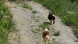 poursuite chiens