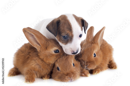 Photo: jack russel terrier and bunnies jack russel terrier and bunnies
