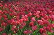 tulipani