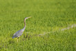 A red heron on the green grass background