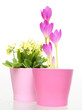 Flowers in pot and garden tools on white.