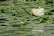 An orange egret while hunting on swamp background