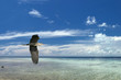 A blue black heron on the tropical paradise sky background