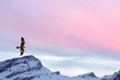 Photo: A kite eagle osprey on the sunset mountain pink sky background A kite eagle osprey on the sunset mountain pink sky background
