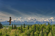 Photo: A kite eagle osprey on the Alaska deep blue sky background A kite eagle osprey on the Alaska deep blue sky background