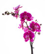 Colorful pink orchid