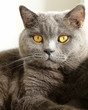gray cat with orange eyes - "British Blue"