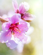 Photo: Peach blossom in spring. Peach blossom in spring.