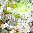 Photo: branch of a blossoming apple tree on garden background branch of a blossoming apple tree on garden background
