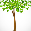 vector illustration of tall green tree